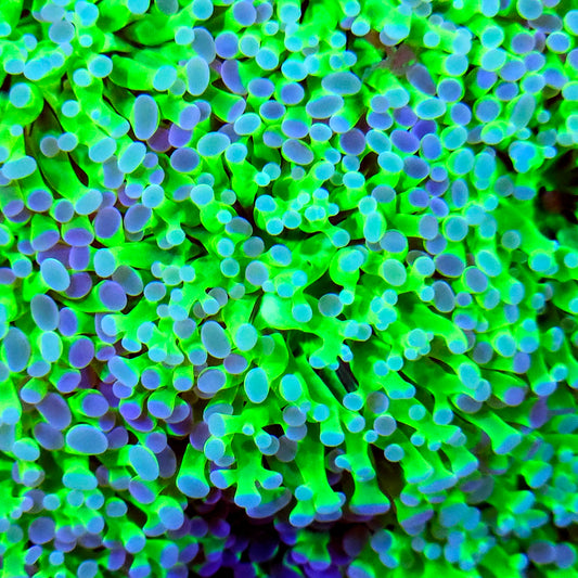 Green Frogspawn Frag (1 Head)