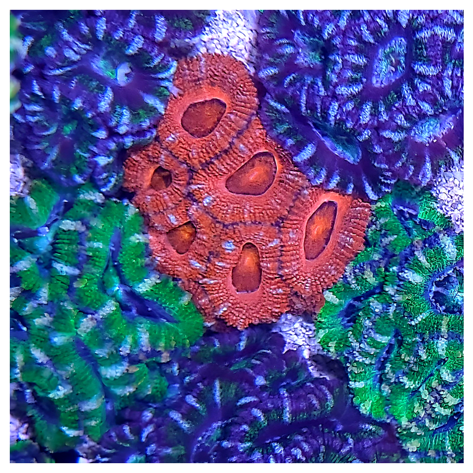 QTYx1 Random Small Acan Mini-Colony (3"+)