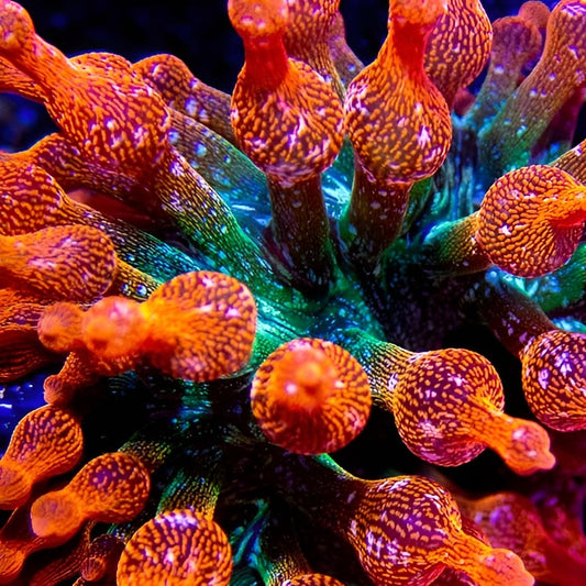 Rainbow Bubble Tip Anemone (3"+)