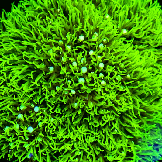 Green Star Polyp Frag (1-2")