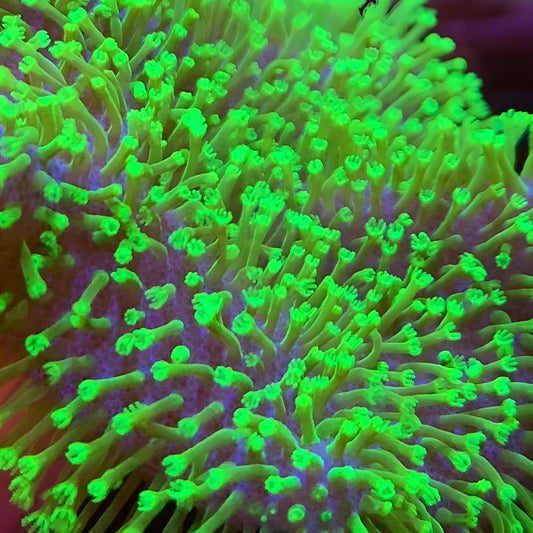 Neon Green Toadstool Leather Frag (1-2")