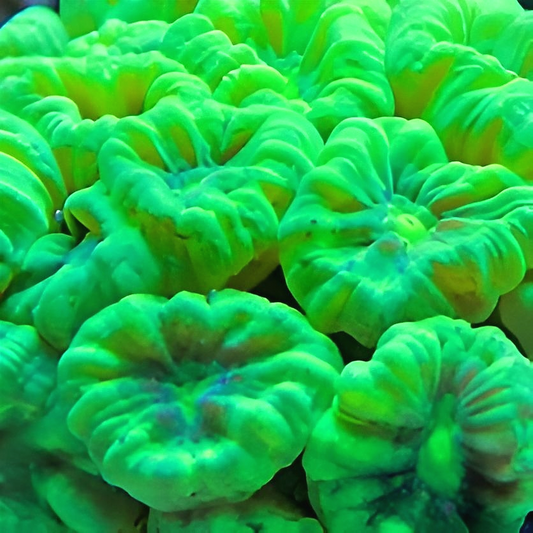 Kryptonite Candy Cane Coral Frag (1-2")