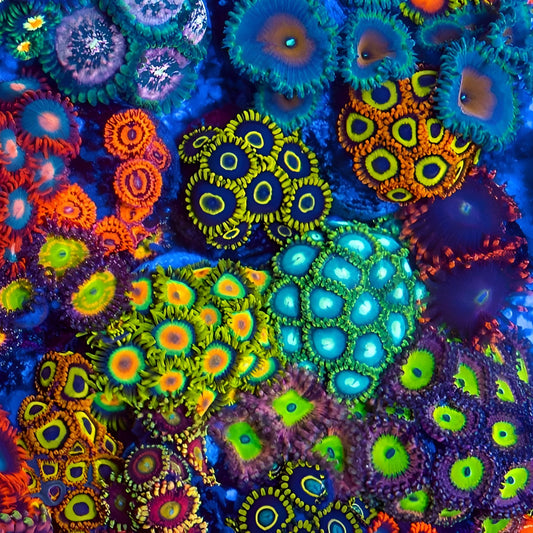 QTYx1 Random Premium Zoa Frag (1"+)