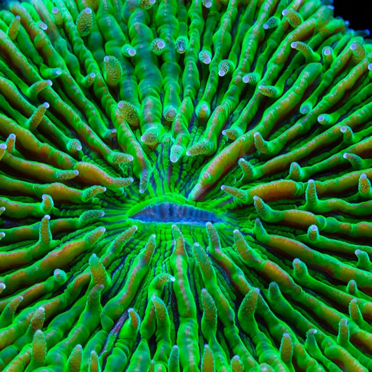 Green Fungia Plate Coral (2-3")