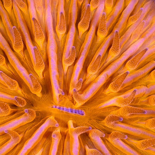 Orange Fungia Plate Coral (2-3")