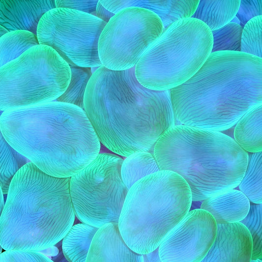 Green Bubble Coral (Large)